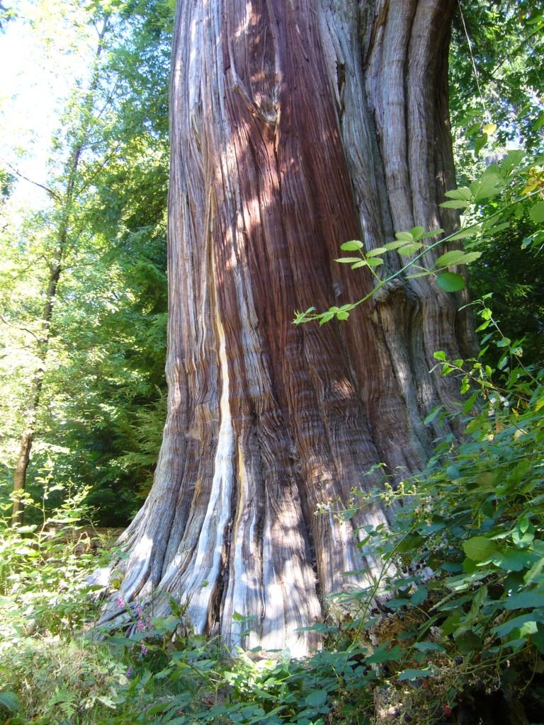 Como plantar Tuia-gigante (Thuja plicata)_1