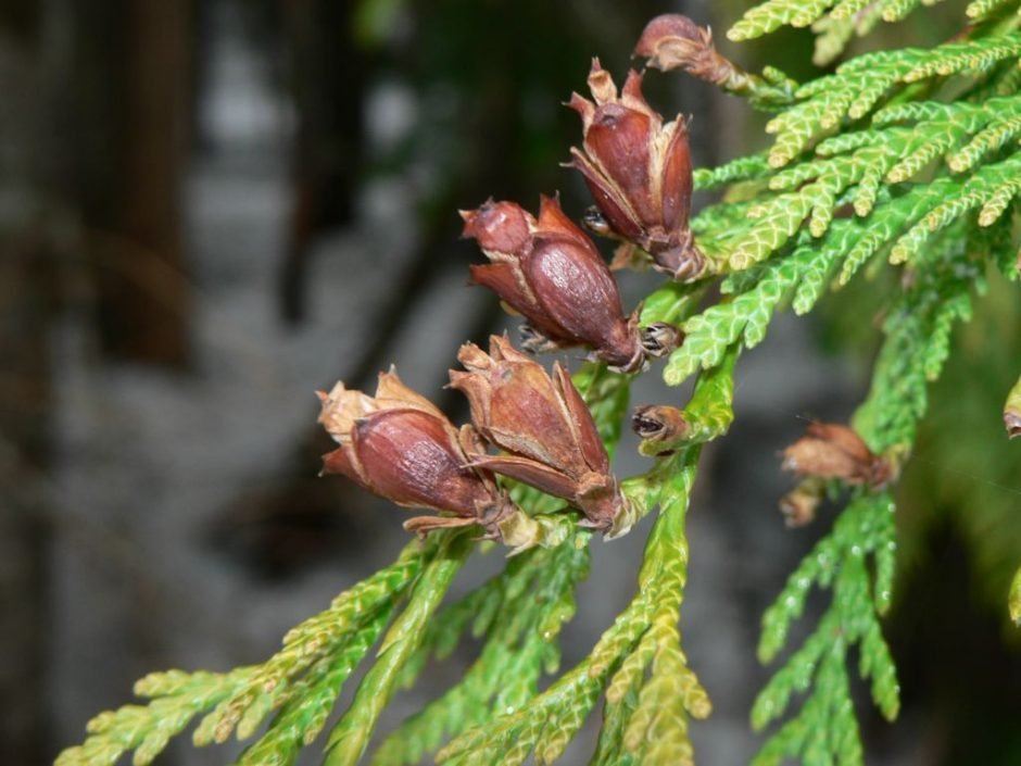 Onde plantar Tuia-gigante (Thuja plicata)_2