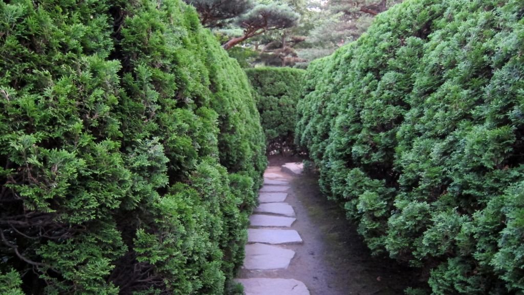 Tuia-vulgar 'Holmstrup' (Thuja occidentalis 'Holmstrup')