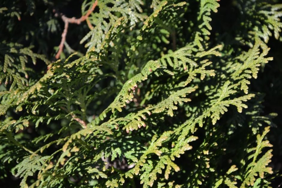 Como plantar Tuia-vulgar 'Holmstrup' (Thuja occidentalis 'Holmstrup')_1