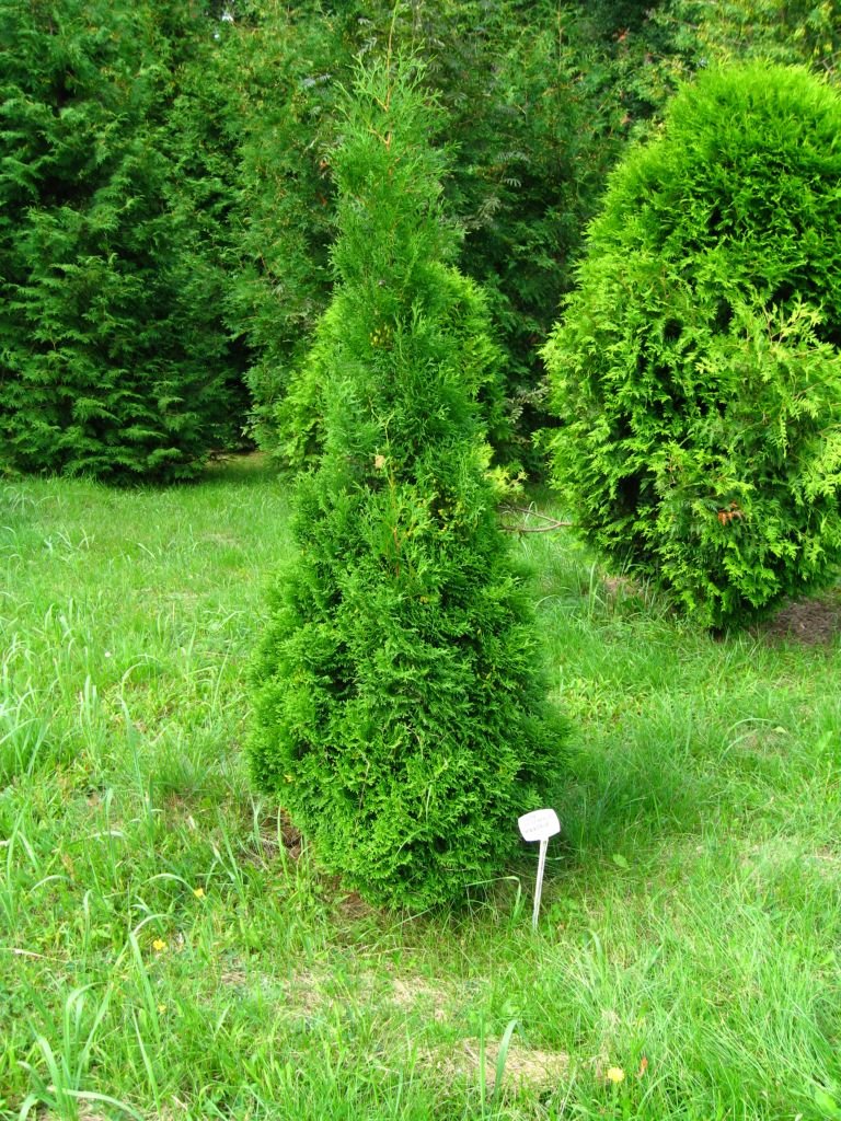 Onde plantar Tuia-vulgar 'Holmstrup' (Thuja occidentalis 'Holmstrup')_2