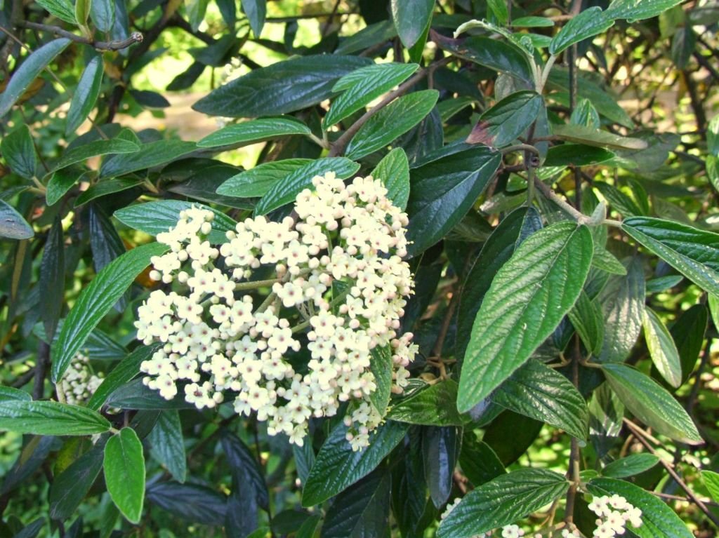Viburnum 'Pragense' (Viburnum 'Pragense')