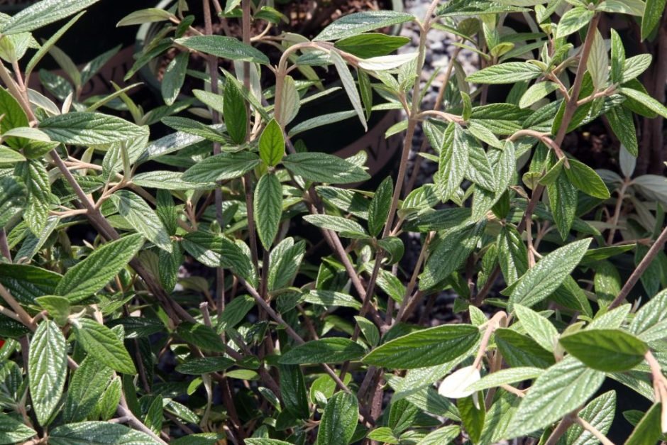 Onde plantar Viburnum 'Pragense' (Viburnum 'Pragense')_2