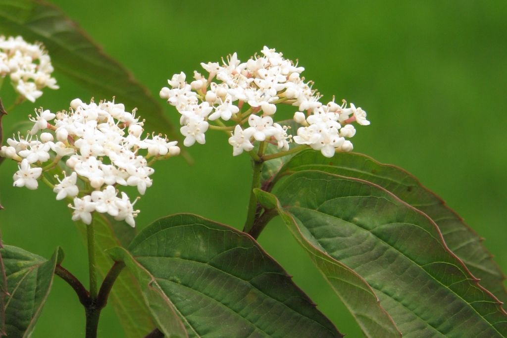 Viburnum setigerum (Viburnum setigerum)