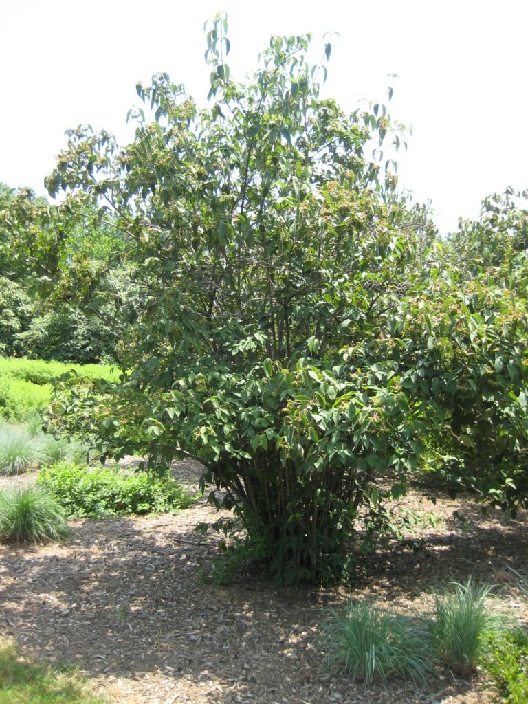 Como plantar Viburnum setigerum (Viburnum setigerum)_1