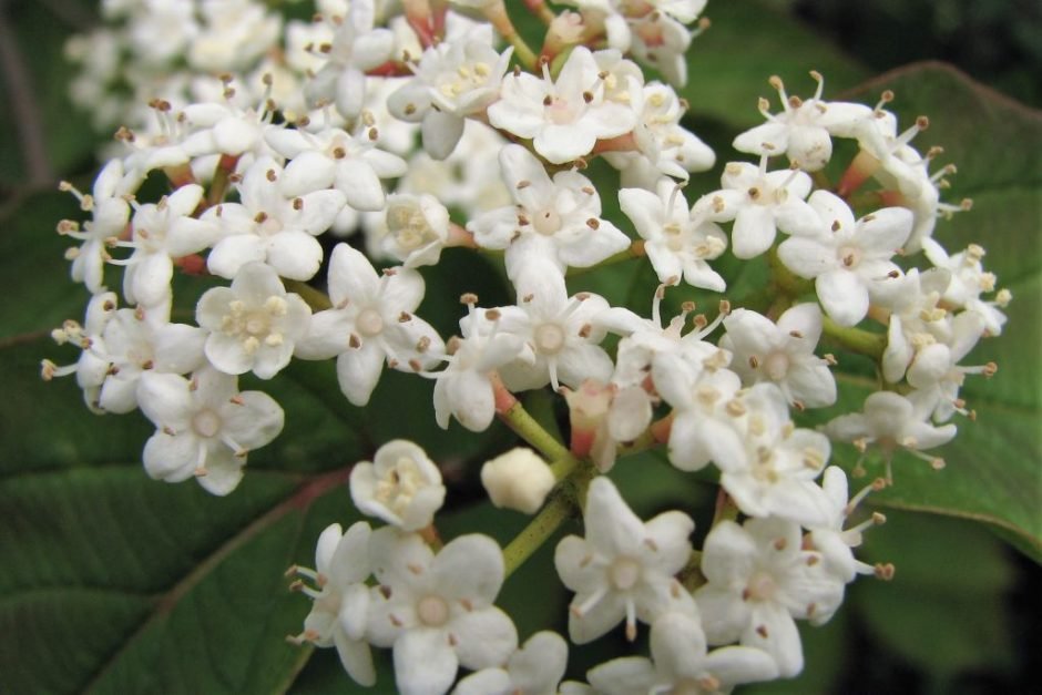 Onde plantar Viburnum setigerum (Viburnum setigerum)_2
