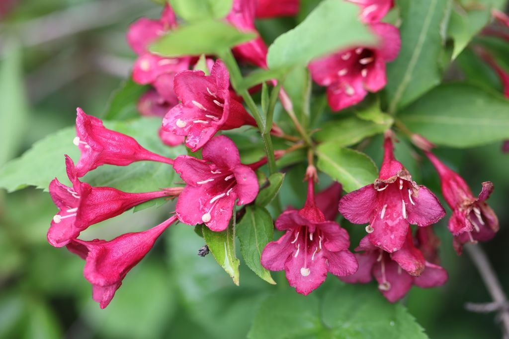 Weigela 'Bristol Ruby' (Weigela 'Bristol Ruby')