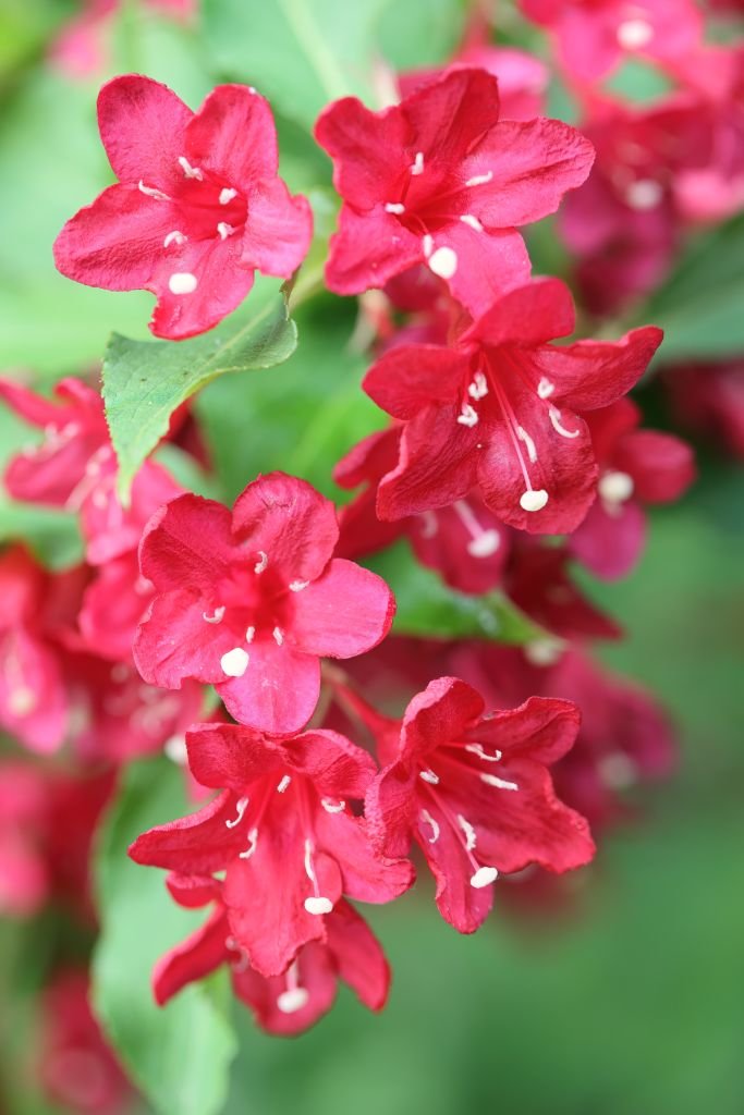 Como plantar Weigela 'Bristol Ruby' (Weigela 'Bristol Ruby')_1