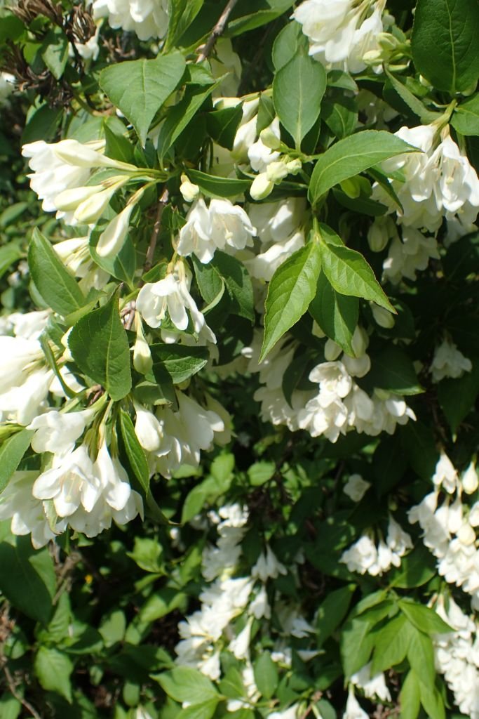 Como plantar Weigela 'Candida' (Weigela 'Candida')_1