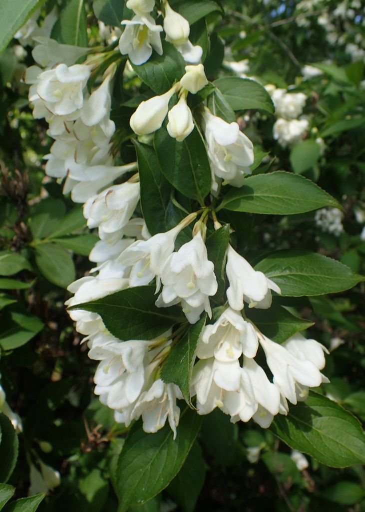 Onde plantar Weigela 'Candida' (Weigela 'Candida')_2