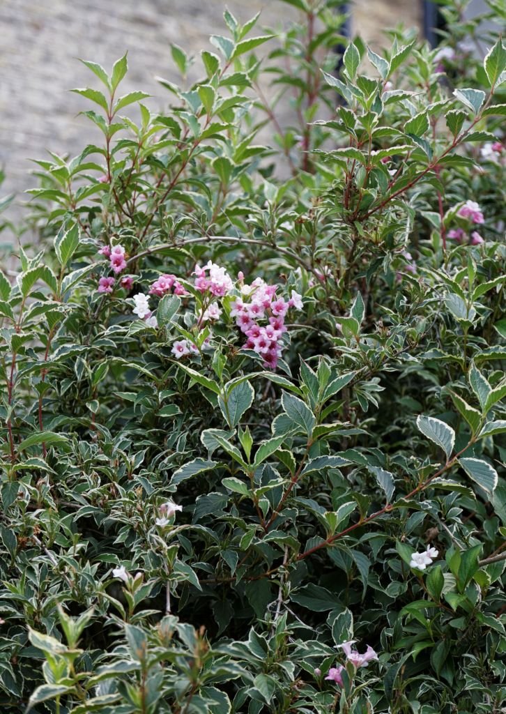Como plantar Weigela 'Florida Variegata' (Weigela 'Florida Variegata')_1