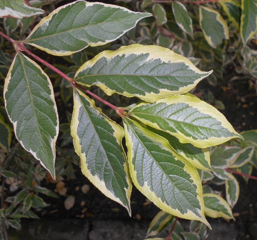 Onde plantar Weigela 'Florida Variegata' (Weigela 'Florida Variegata')_2