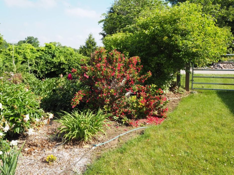 Como plantar Weigela 'Red Prince' (Weigela 'Red Prince')_1