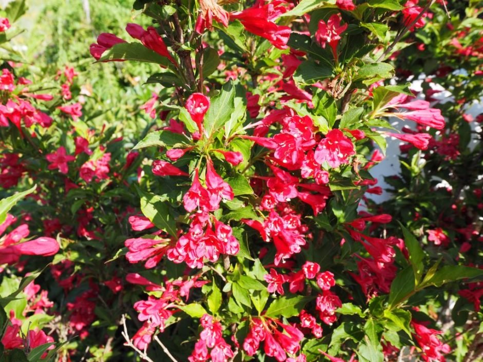 Onde plantar Weigela 'Red Prince' (Weigela 'Red Prince')_2