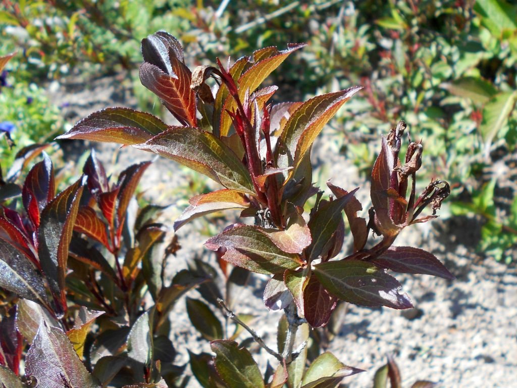 Weigela florida 'Alexandra' (Weigela florida 'Alexandra')