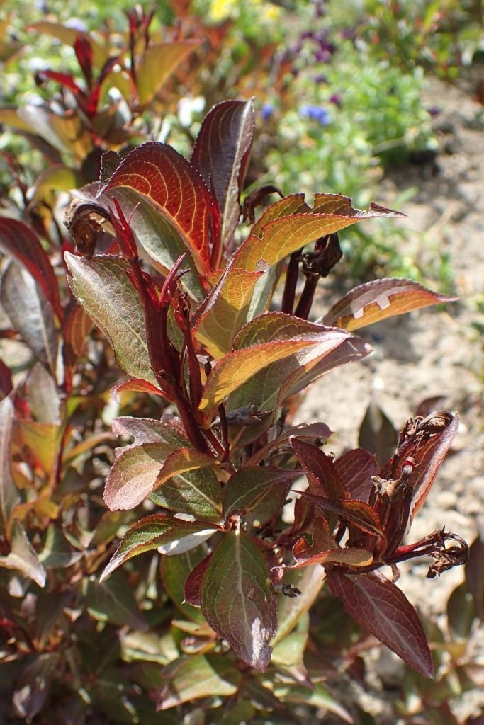 Como plantar Weigela florida 'Alexandra' (Weigela florida 'Alexandra')_1