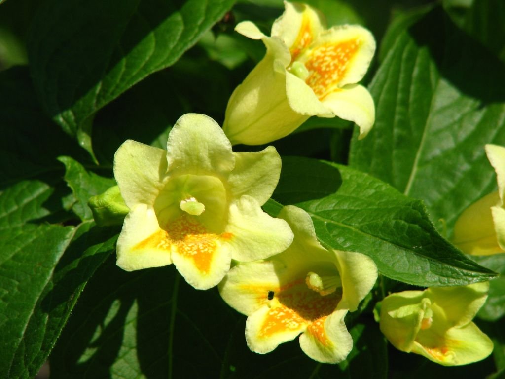 Weigela middendorffiana (Weigela middendorffiana)