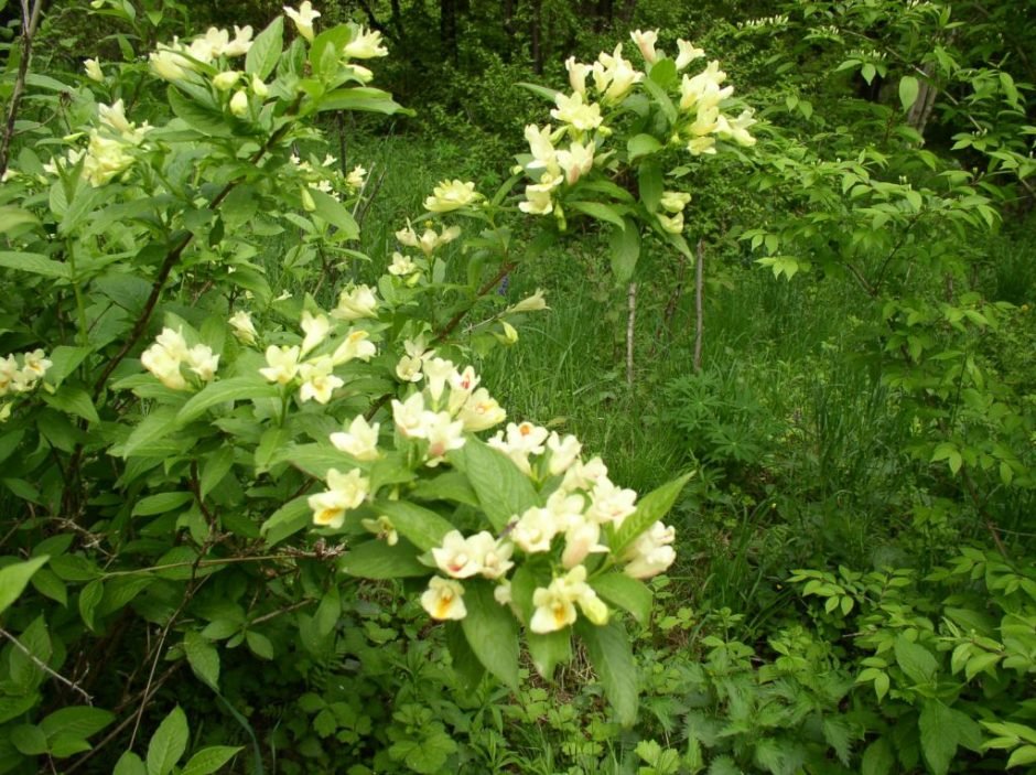 Como plantar Weigela middendorffiana (Weigela middendorffiana)_1