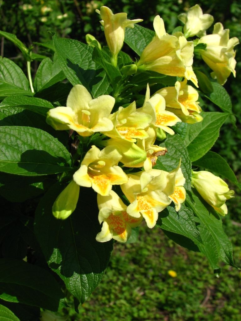 Onde plantar Weigela middendorffiana (Weigela middendorffiana)_2